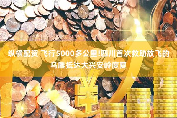 纵横配资 飞行5000多公里!四川首次救助放飞的乌雕抵达大兴安岭度夏